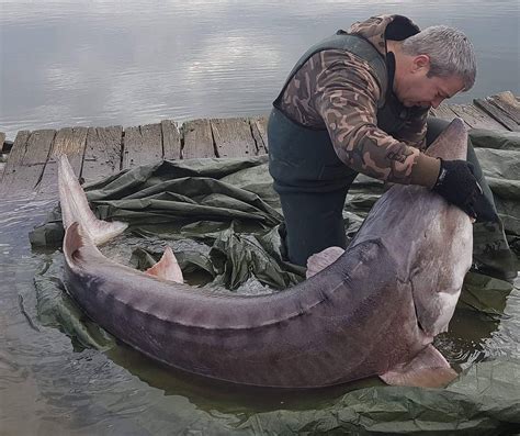world's largest freshwater fish.